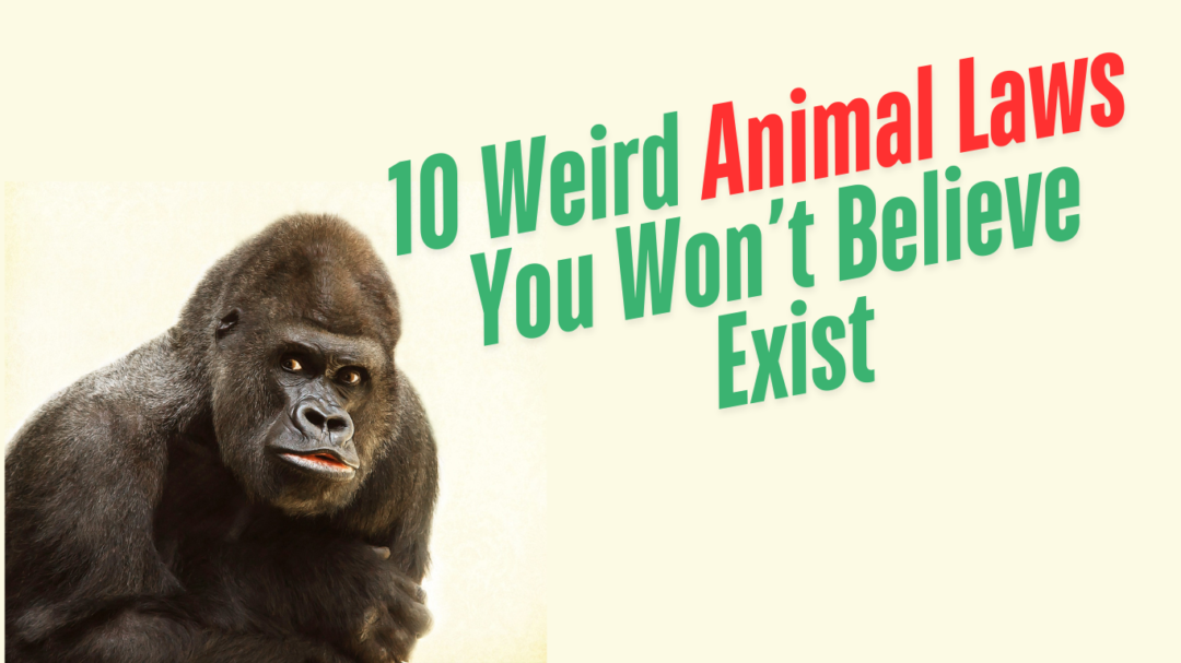 10 Weird Animal Laws You Won’t Believe Exist